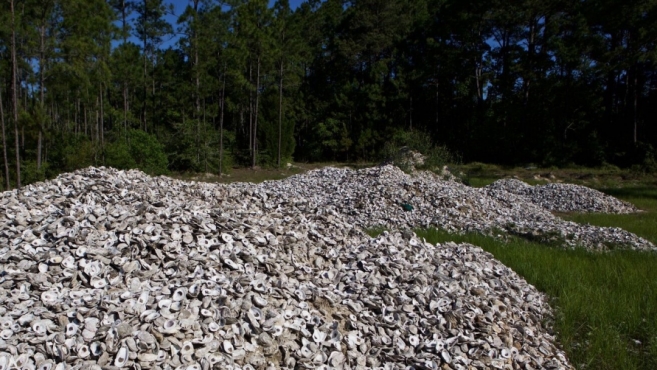 Oyster Shell Recycling Program